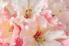 USA, Washington State, Seabeck. Rhododendron blossoms in the rain. Art Print